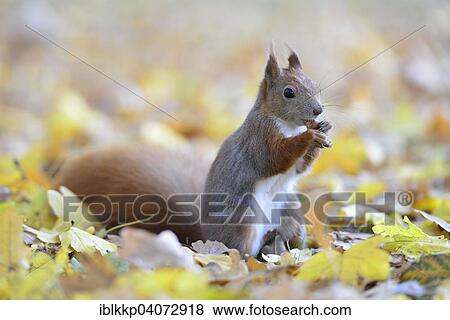 "Red Squirrel (Sciurus vulgaris) on autumn foliage, feeding, Saxony, Germany, Europe" View Large Photo Image Stock Photo - "Red Squirrel (Sciurus vulgaris) on autumn foliage, feeding, Saxony, Germany, Europe". Fotosearch