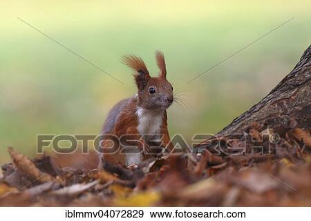 "Red Squirrel (Sciurus vulgaris), on the ground in a park, Leipzig, Saxony, Germany, Europe" View Large Photo Image Stock Photo - "Red Squirrel (Sciurus vulgaris), on the ground in a park, Leipzig, Saxony, Germany, Europe". Fotosearch