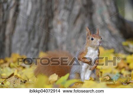 "Red Squirrel (Sciurus vulgaris) on the ground near a tree in autumn, Saxony, Germany, Europe" View Large Photo Image Picture - "Red Squirrel (Sciurus vulgaris) on the ground near a tree in autumn, Saxony, Germany, Europe". Fotosearch