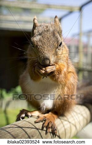 "Red squirrel (Sciurus vulgaris) feeding on a nut, captive" View Large Photo Image Picture - "Red squirrel (Sciurus vulgaris) feeding on a nut, captive". Fotosearch