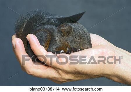 Picture - "Red Squirrel (Sciurus vulgaris), young, about 7 weeks, reared by hand, Tyrol, Austria, Europe". Fotosearch
