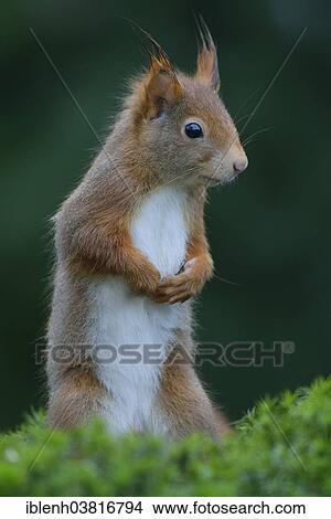 "Red Squirrel (Sciurus vulgaris), Emsland region, Lower Saxony, Germany, Europe" View Large Photo Image Picture - "Red Squirrel (Sciurus vulgaris), Emsland region, Lower Saxony, Germany, Europe". Fotosearch