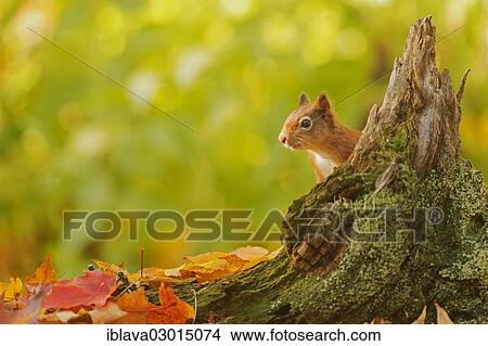 "Red squirrel (Sciurus vulgaris) poking out from behind a tree stump, surrounded by leaves in autumn colours, Aigas Field Centre, Beauly, Inverness-Shire, United Kingdom, Europe" View Large Photo Image Picture - "Red squirrel (Sciurus vulgaris) poking out from behind a tree stump, surrounded by leaves in autumn colours, Aigas Field Centre, Beauly, Inverness-Shire, United Kingdom, Europe". Fotosearch