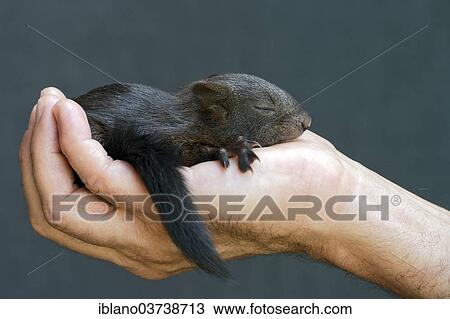 "Red Squirrel (Sciurus vulgaris), young, about 7 weeks, reared by hand, Tyrol, Austria, Europe" View Large Photo Image Stock Image - "Red Squirrel (Sciurus vulgaris), young, about 7 weeks, reared by hand, Tyrol, Austria, Europe". Fotosearch