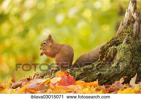 "Red squirrel (Sciurus vulgaris) feeding on a cracked hazelnut at the base of a tree stump, surrounded by leaves in autumn colours, Aigas Field Centre, Beauly, Inverness-Shire, United Kingdom, Europe" View Large Photo Image Stock Image - "Red squirrel (Sciurus vulgaris) feeding on a cracked hazelnut at the base of a tree stump, surrounded by leaves in autumn colours, Aigas Field Centre, Beauly, Inverness-Shire, United Kingdom, Europe". Fotosearch