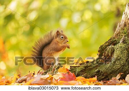 "Red squirrel (Sciurus vulgaris) feeding on a cracked hazelnut at the base of a tree stump, surrounded by leaves in autumn colours, Aigas Field Centre, Beauly, Inverness-Shire, United Kingdom, Europe" View Large Photo Image Stock Image - "Red squirrel (Sciurus vulgaris) feeding on a cracked hazelnut at the base of a tree stump, surrounded by leaves in autumn colours, Aigas Field Centre, Beauly, Inverness-Shire, United Kingdom, Europe". Fotosearch