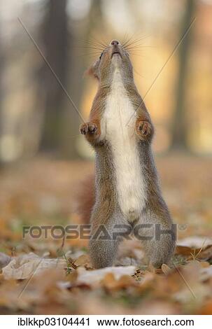 "Red Squirrel (Sciurus vulgaris), standing on its hind legs, looking upwards, in an urban park in autumn, Leipzig, Saxony, Germany, Europe" View Large Photo Image Stock Image - "Red Squirrel (Sciurus vulgaris), standing on its hind legs, looking upwards, in an urban park in autumn, Leipzig, Saxony, Germany, Europe". Fotosearch