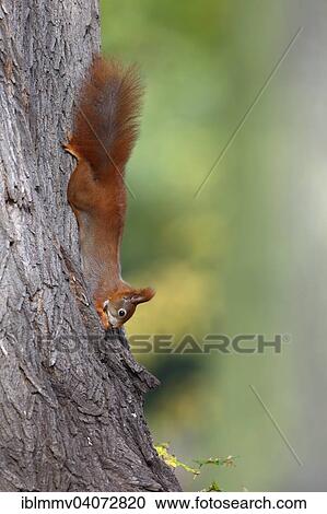 "Red Squirrel (Sciurus vulgaris) balancing upside down on a tree with a nut, in a park, Leipzig, Saxony, Germany, Europe" View Large Photo Image Stock Image - "Red Squirrel (Sciurus vulgaris) balancing upside down on a tree with a nut, in a park, Leipzig, Saxony, Germany, Europe". Fotosearch