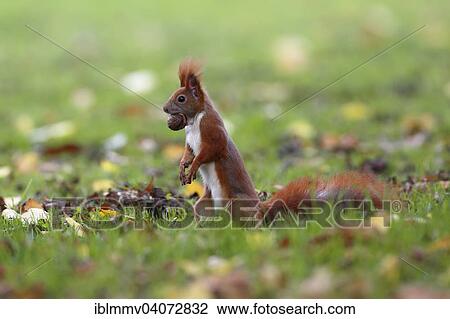 "Red Squirrel (Sciurus vulgaris), standing upright with a nut, in a park, Leipzig, Saxony, Germany, Europe" View Large Photo Image Stock Image - "Red Squirrel (Sciurus vulgaris), standing upright with a nut, in a park, Leipzig, Saxony, Germany, Europe". Fotosearch