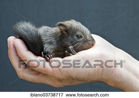 "Red Squirrel (Sciurus vulgaris), young, about 7 weeks, reared by hand, Tyrol, Austria, Europe" View Large Photo Image Stock Photo - "Red Squirrel (Sciurus vulgaris), young, about 7 weeks, reared by hand, Tyrol, Austria, Europe". Fotosearch