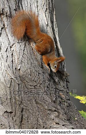 Stock Photo - "Red Squirrel (Sciurus vulgaris), balancing upside down on a tree in a park, Leipzig, Saxony, Germany, Europe". Fotosearch