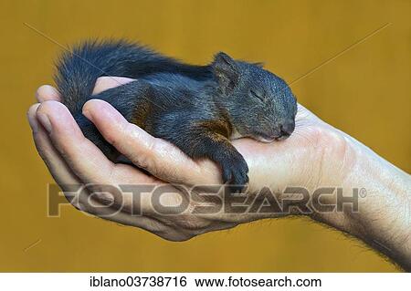 "Red Squirrel (Sciurus vulgaris), young, about 7 weeks, reared by hand, Tyrol, Austria, Europe" View Large Photo Image Stock Photograph - "Red Squirrel (Sciurus vulgaris), young, about 7 weeks, reared by hand, Tyrol, Austria, Europe". Fotosearch