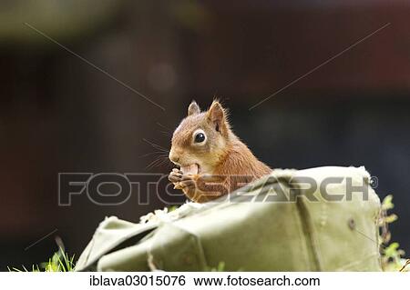 "Red squirrel (Sciurus vulgaris) stealing hazelnuts from a supply of bait stored in a satchel, Aigas Field Centre, Beauly, Inverness-Shire, United Kingdom, Europe" View Large Photo Image Stock Photograph - "Red squirrel (Sciurus vulgaris) stealing hazelnuts from a supply of bait stored in a satchel, Aigas Field Centre, Beauly, Inverness-Shire, United Kingdom, Europe". Fotosearch