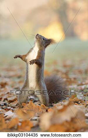 "Red Squirrel (Sciurus vulgaris) standing on its hind legs, looking upwards, in an urban park in autumn, Leipzig, Saxony, Germany, Europe" View Large Photo Image Stock Photography - "Red Squirrel (Sciurus vulgaris) standing on its hind legs, looking upwards, in an urban park in autumn, Leipzig, Saxony, Germany, Europe". Fotosearch