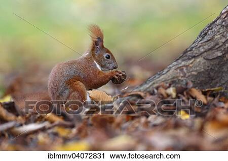 "Red Squirrel (Sciurus vulgaris), with a nut in a park, Leipzig, Saxony, Germany, Europe" View Large Photo Image Stock Image - "Red Squirrel (Sciurus vulgaris), with a nut in a park, Leipzig, Saxony, Germany, Europe". Fotosearch