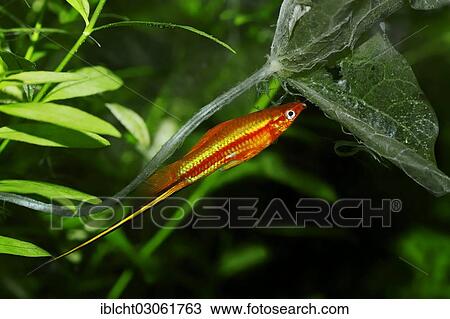 "Red Swordtail (Xiphophorus helleri), male, captive, North Rhine-Westphalia, Germany, Europe" View Large Photo Image Stock Image - "Red Swordtail (Xiphophorus helleri), male, captive, North Rhine-Westphalia, Germany, Europe". Fotosearch