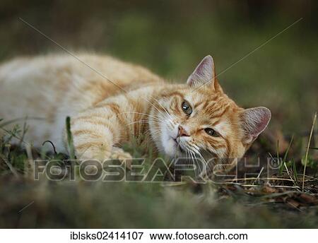 Red tabby cat lying in a meadow View Large Photo Image Stock Photo - Red tabby cat lying in a meadow. Fotosearch