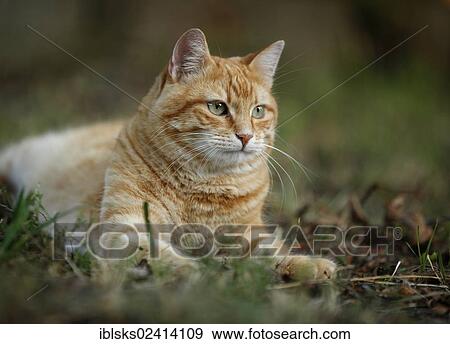 Red tabby cat lying in a meadow View Large Photo Image Stock Photo - Red tabby cat lying in a meadow. Fotosearch