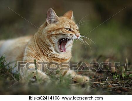 Red tabby cat lying in a meadow, yawning View Large Photo Image Stock Photo - Red tabby cat lying in a meadow, yawning. Fotosearch