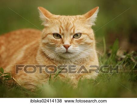 Red tabby cat lying on a meadow View Large Photo Image Stock Photo - Red tabby cat lying on a meadow. Fotosearch
