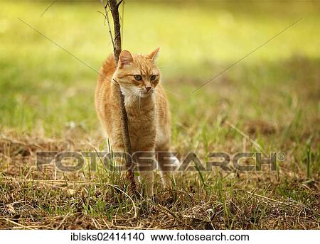 Red tabby cat rubbing itself against a bush on a meadow View Large Photo Image Stock Image - Red tabby cat rubbing itself against a bush on a meadow. Fotosearch