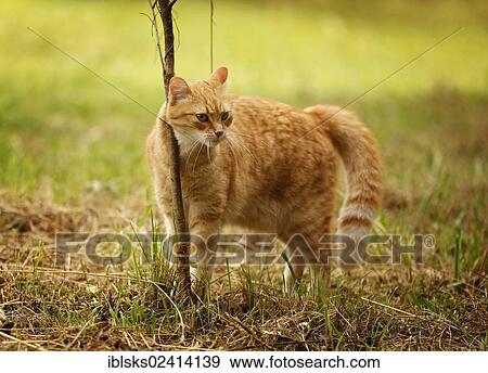 Red tabby cat rubbing itself against a bush on a meadow View Large Photo Image Stock Photo - Red tabby cat rubbing itself against a bush on a meadow. Fotosearch