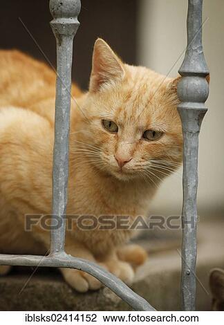 Red tabby cat sitting at the railing of the stairs View Large Photo Image Stock Image - Red tabby cat sitting at the railing of the stairs. Fotosearch