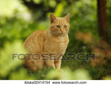 Picture - Red tabby cat sitting in the bushes. Fotosearch