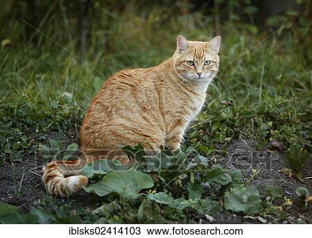 Red tabby cat sitting on a meadow View Large Photo Image Stock Image - Red tabby cat sitting on a meadow. Fotosearch
