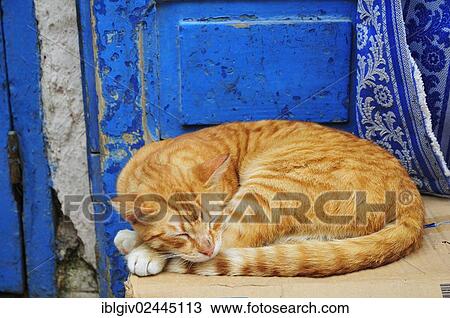 "Red tabby cat sleeping in front of a blue door, Morocco, Africa" View Large Photo Image Stock Image - "Red tabby cat sleeping in front of a blue door, Morocco, Africa". Fotosearch