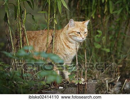 Red tabby cat standing amongst the bushes View Large Photo Image Stock Image - Red tabby cat standing amongst the bushes. Fotosearch