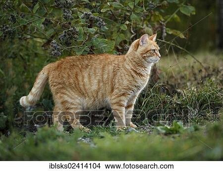 Red tabby cat standing in a meadow View Large Photo Image Picture - Red tabby cat standing in a meadow. Fotosearch