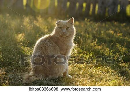 "Red tabby cat with backlighting, Saskatchewan Province, Canada, North America" View Large Photo Image Stock Photo - "Red tabby cat with backlighting, Saskatchewan Province, Canada, North America". Fotosearch