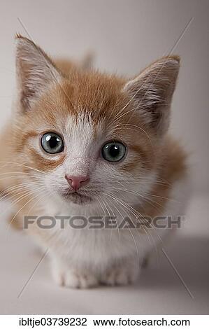 Stock Image - "Red tabby kitten, Germany, Europe". Fotosearch