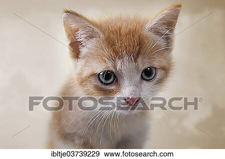 "Red tabby kitten, Germany, Europe" View Large Photo Image Stock Photo - "Red tabby kitten, Germany, Europe". Fotosearch