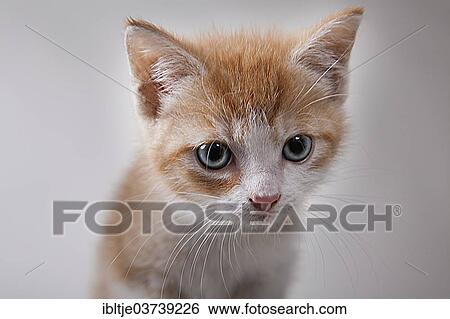 "Red tabby kitten, Germany, Europe" View Large Photo Image Stock Photograph - "Red tabby kitten, Germany, Europe". Fotosearch