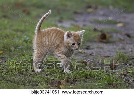 Stock Image - "Red tabby kitten standing on grass, Germany, Europe". Fotosearch