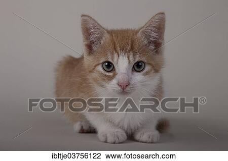 Red tabby kitten View Large Photo Image Stock Image - Red tabby kitten. Fotosearch