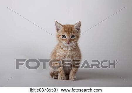Red tabby kitten View Large Photo Image Stock Photo - Red tabby kitten. Fotosearch