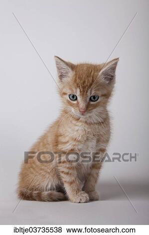 Red tabby kitten View Large Photo Image Stock Photo - Red tabby kitten. Fotosearch