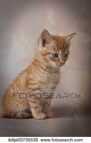 Stock Photo - Red tabby kitten. Fotosearch