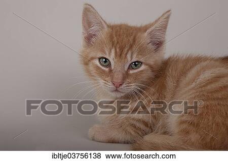 Red tabby kitten View Large Photo Image Stock Photo - Red tabby kitten. Fotosearch