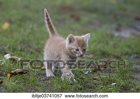 "Red tabby kitten walking on grass, Germany, Europe" View Large Photo Image Stock Photo - "Red tabby kitten walking on grass, Germany, Europe". Fotosearch