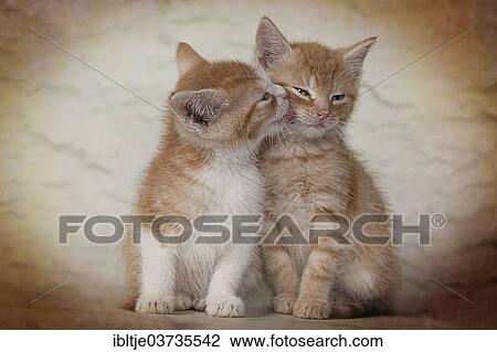 Red tabby kittens View Large Photo Image Stock Image - Red tabby kittens. Fotosearch