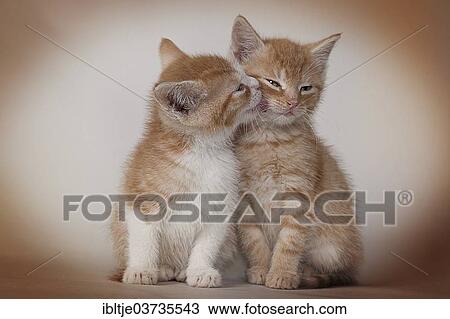 Stock Image - Red tabby kittens. Fotosearch