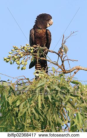 "Red-tailed Black-cockatoo (Calyptorhynchus banksii), adult male, perched in eucalyptus treetop, Northern Territory, Australia, Oceania" View Large Photo Image Stock Photo - "Red-tailed Black-cockatoo (Calyptorhynchus banksii), adult male, perched in eucalyptus treetop, Northern Territory, Australia, Oceania". Fotosearch