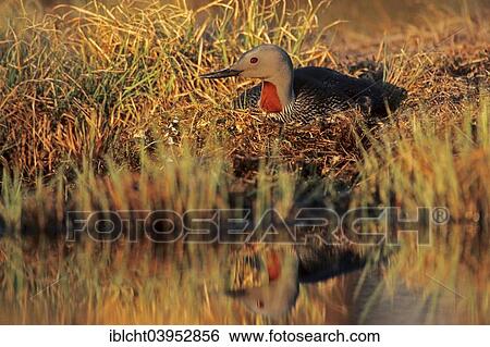 Stock Photograph - "Red-throated loon (Gavia stellata), brooding on nest, Sweden, Europe". Fotosearch