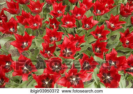 "Red Tulips (Tulipa No. 574), Keukenhof, Lisse, South Holland, Holland, Netherlands" View Large Photo Image Stock Image - "Red Tulips (Tulipa No. 574), Keukenhof, Lisse, South Holland, Holland, Netherlands". Fotosearch
