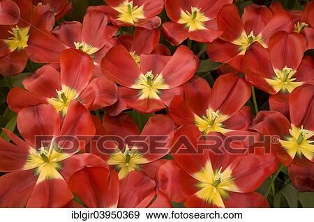 "Red Tulips (Tulipa sp. ), Keukenhof, Lisse, South Holland, Holland, Netherlands" View Large Photo Image Stock Photo - "Red Tulips (Tulipa sp. ), Keukenhof, Lisse, South Holland, Holland, Netherlands". Fotosearch