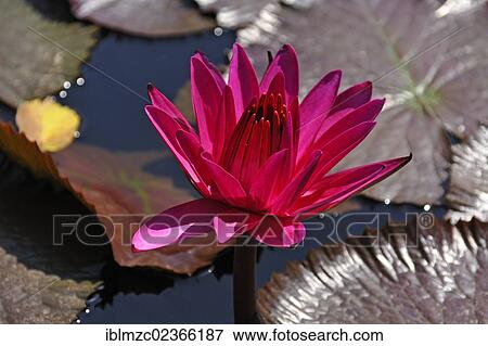 "Red water lily (Nymphaea), Botanical Garden, Erlangen, Middle Franconia, Bavaria, Germany, Europe" View Large Photo Image Stock Photo - "Red water lily (Nymphaea), Botanical Garden, Erlangen, Middle Franconia, Bavaria, Germany, Europe". Fotosearch